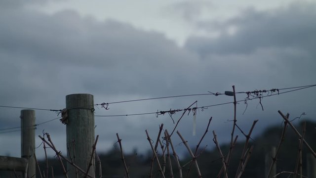 Shot of some storm clouds with grapevines in the foreground.