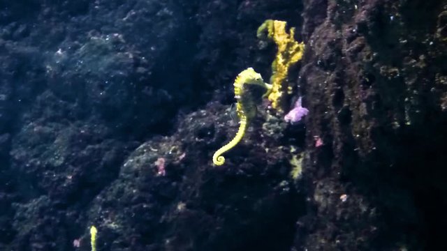 Seahorse fish swimming in big aquarium between rocks and plants. Underwater wildlife. Closeup view.