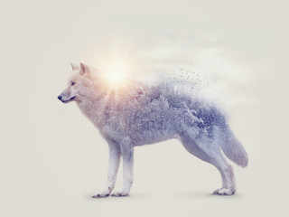 Doppelbelichtung mit einem arktischen Wolf