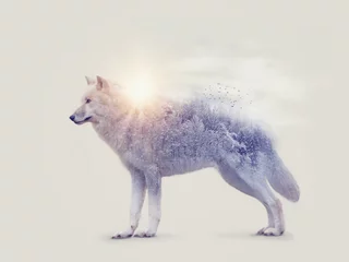 Stickers pour porte Loup Double exposition avec un loup arctique