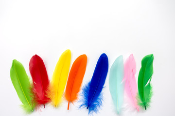 colored feather isolated on white background
