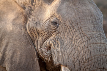 Fototapeta premium The Mighty Elephant