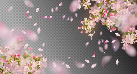 Spring Cherry Blossom - obrazy, fototapety, plakaty