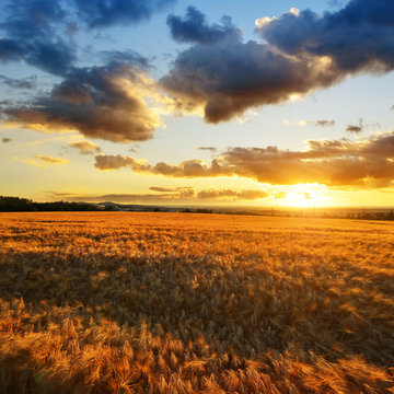 Summer landscape with golden barley field at sunset.Rural scene with ripening ears under sunlight. 