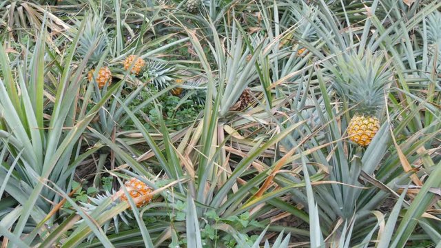 Pineapple plantation with ripe growing pineapple