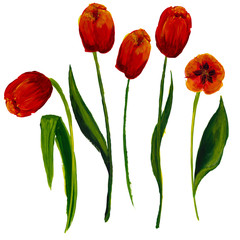 Tulips painted isolated on white background with space for text