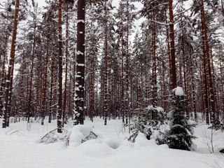 Spaziergang im verschneiten Dalarna,Schweden