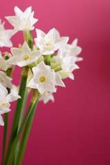 Blooming white narcissus against pink background