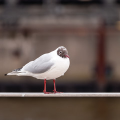 Lachmoewe, Larus ridibundus, auf einem Geländer bei Tageslicht im Hamburger Hafen, selektiver Fokus, unscharfer Hintergrund