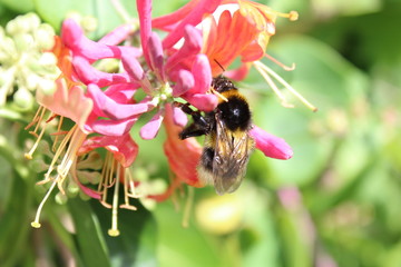 Hummel