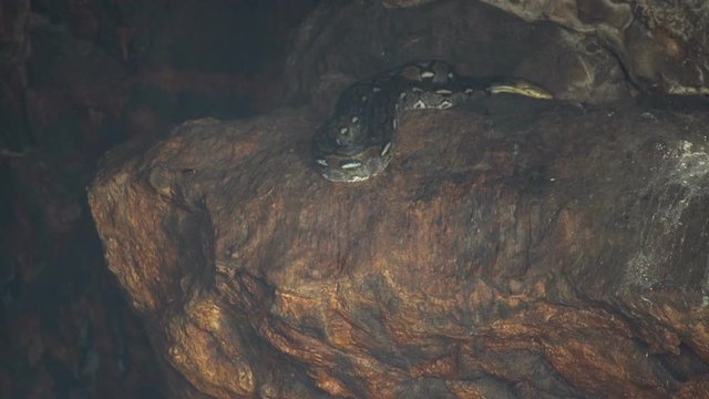 4k uhd Bats close up hanging at the wall at the entry of a holy hinduism bat cave temple Goa Lawah Bali - Indonesia./ Bats close up bat cave temple Goa Lawah Bali