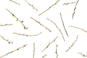 Willow branches pattern on white background. Flat lay, top view.