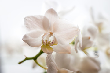 Fototapeta premium Orchidea w rozkwicie
