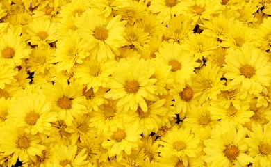 Photo sur Plexiglas Dent de lion Beau fond de pissenlit, les fleurs jaunes fleurissent dans le jardin.
