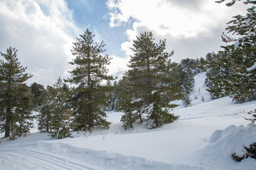 Snow on the needles of pine tree in the wood in winter - Volcano Etna Park, Sicily