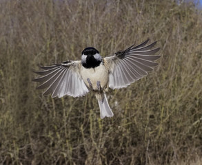 Coal tit, Periparus ater