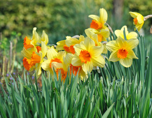 close on beautiful daffodils in garden