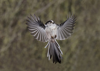Fototapeta premium Sikora długoogonowa, Aegithalos caudatus,