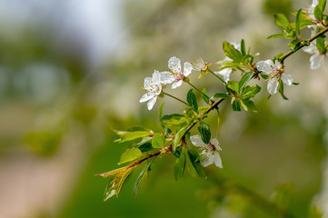 Frueh Jahr Lenz Mirabelle Bluete im Garten