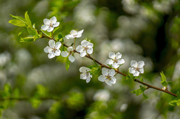 Mirabelle Bluete im Garten Lenz