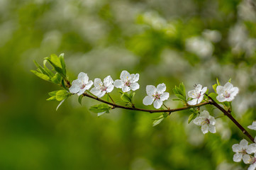 Lenz Mirabelle Bluete im Garten