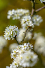 Schleh Frueh Bluete Dorn Jahr