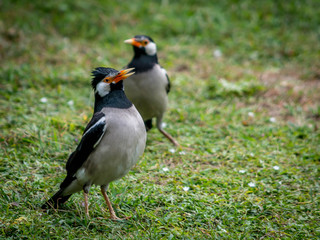 Pied myna or asian pied starling (Gracupica contra)