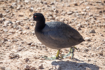 Black Duck Bird with Florescent Green Feet 