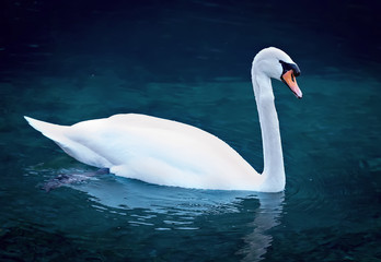 Adult swan in the lake