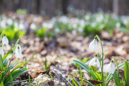 White tender snowdrops in the spring forest on sunrise
