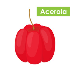 Vector acerola berry, Barbados cherry superfood, antioxidant. Cartoon flat style