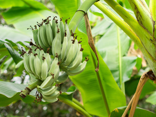 Green raw banana on banana tree in banana farm focus on banana