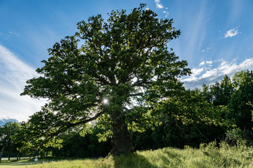 Fototapeta premium Old and knotty oak tree with sunlight passing through the branches