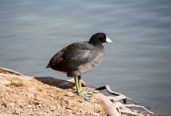 American Duck with White Beak and Green Feet