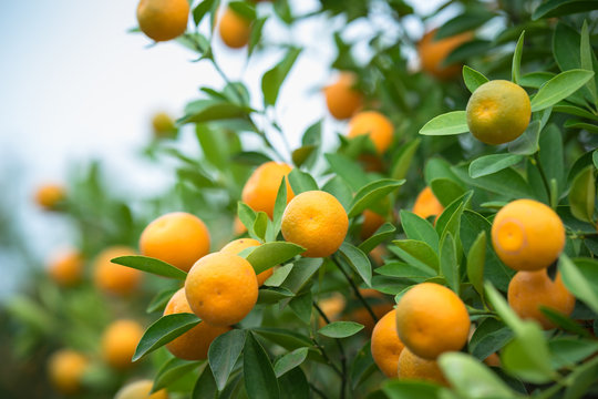 Kumquat tree. Together with Peach blossom tree, Kumquat is one of 2 must have trees in Vietnamese Lunar New Year holiday in north.