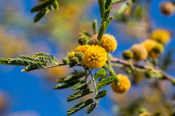 Desert Tree in Bloom