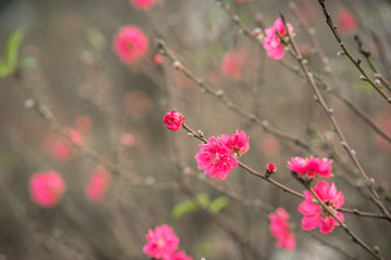 Peach flowers, the symbol of Vietnamese lunar new year