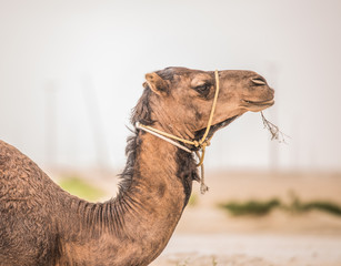 camel