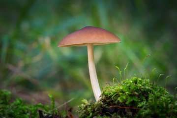 Mushroom