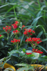 Close up of little red flowers.