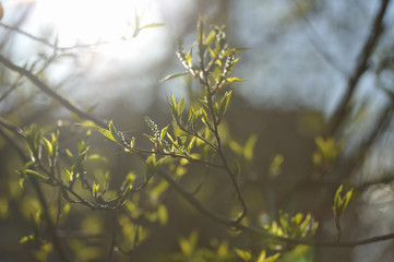 Green leaves in the spring season