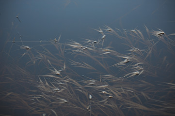 Minimalism in nature