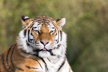 Fototapeta na wymiar Siberian tiger in afternoon sunlight