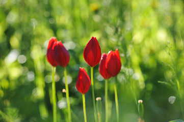 Red tulips