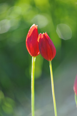 Fototapeta premium Red tulips