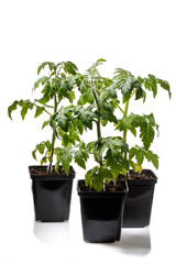 Three flower pots with tomato seedlings isolated on white