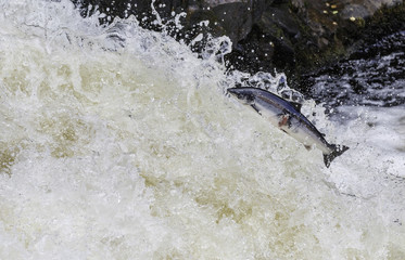 Fototapeta premium Large atlantic salmon leaping up the waterfall on their way migration route to their spawning ground