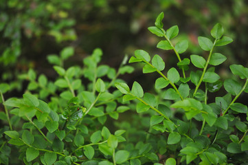 Blueberry bush
