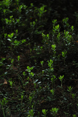 Cranberry bushes