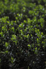Cranberry bushes